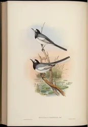 Motacilla personata = Motacilla alba personata